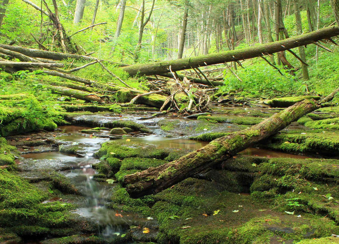 Wald mit z.T. umgestürzten Bäumen, dazwischen ein kleiner Bach